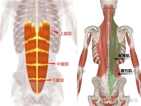 核心收紧就是吸肚子？错！3步教你正确收紧核心 知乎