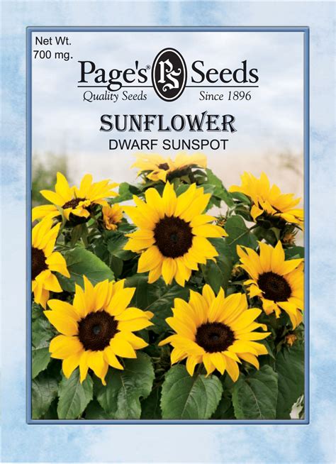 Sunflower, Dwarf Sunspot | The Page Seed Company, Inc