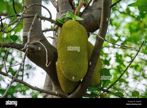 The Jackfruit Is The Fruit Of Jack Tree Artocarpus Heterophyllus A