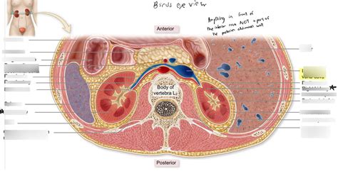 Superior Cross Section Of Posterior Abdominal Wall Diagram Quizlet