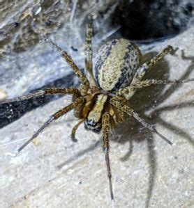 Agelenidae (Funnel Weavers) - Spider Identification & Pictures