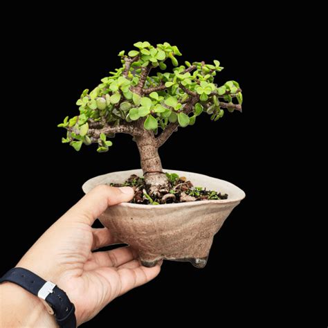 Jade Bonsai Portulacaria Afra Bonsai Mame Bonsai Mini Bonsai