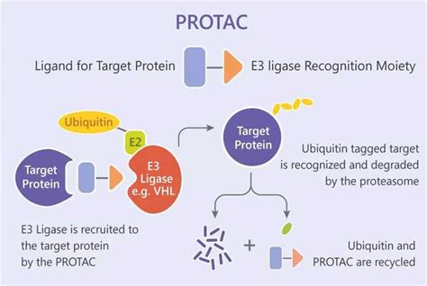 Protac Creative Biostructure