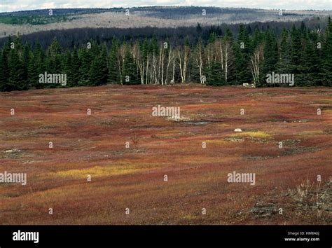 Rido Suelo Con Bosques En El Fondo El Parque Nacional Fundy New