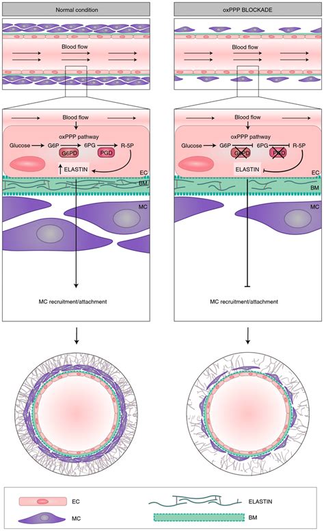 Schematic Representation Of Oxppp Function In Ecs A During Vascular