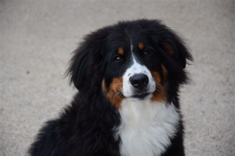 Chien Précieuse pitchoune De la grange aux chênes