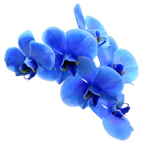 Blue Orchids by Caberoni on DeviantArt