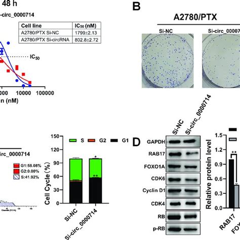 Influence Of The Knockdown Of Hsa Circ Expression On Paclitaxel