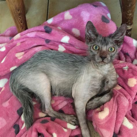 Lykoi Cats | Shalnavazz Sphynx and Lykoi cats