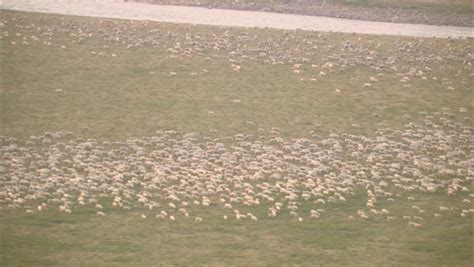 Caribou Herd. Aerial Shot Of A Large Herd Of Caribou Grazing In The ...