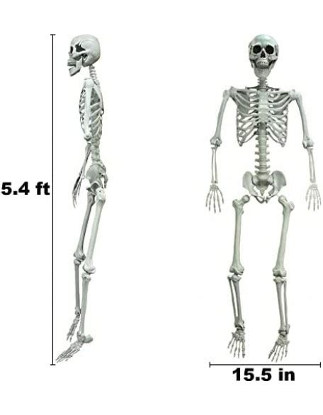 5 4ft 165cm Halloween Skeleton Posable Life Size Human Skeletons