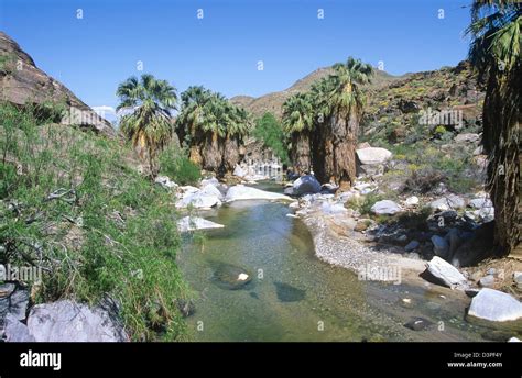 Palm Canyon is the world's largest natural desert oasis, near Palm ...