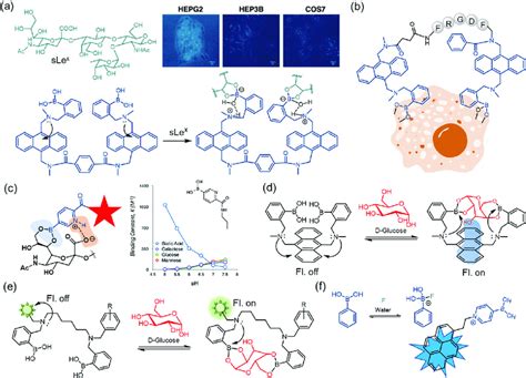 A Structure Of Sialyl Lewis X Antigen And Mechanism Of SLe X