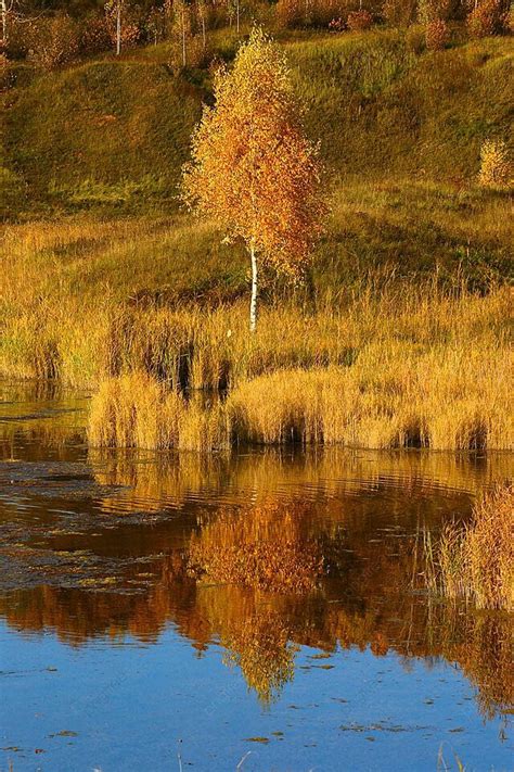 Autumn Birch On River Bank Scene October Reflection Photo Background