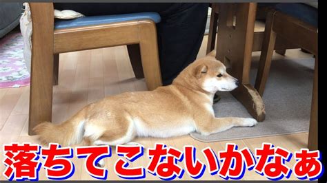 柴犬ハナ 足元が心地いいのか、おこぼれを待っているのか？ Shiba Is Relaxing On My Foot Youtube