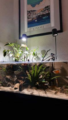 An Aquarium Filled With Plants And Rocks Under A Framed Poster On The