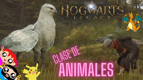 Clase De Animales En Hogwarts Legacy 24 Gameplay Español Youtube