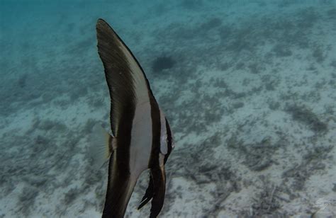 Longfin Batfish Facts and Photographs | Seaunseen