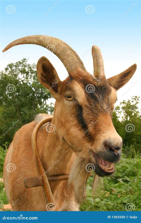 Goat Face Stock Photo - Image: 1365500