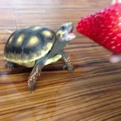 Turtle-strawberry GIFs - Get the best GIF on GIPHY