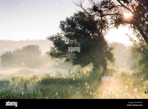 Misty Dawn At The Lake Stock Photo Alamy