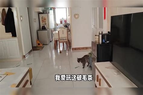 猫妈给只猫咪买的电动老鼠，只猫咪居然吓坏了，看到真老鼠又会怎样啊！老鼠猫咪猫妈