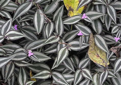 Tradescantia Zebrina Wandering Jew Plant Growing Guide