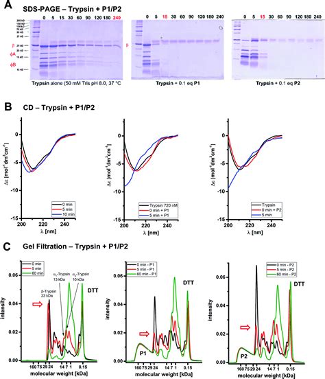 Accelerated Trypsin Autolysis By Affinity Polymer Templates RSC