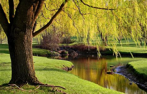 Willowtreesbytheriversideinmichiganpark The Optimist Daily