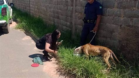 Guarda Municipal De Campo Limpo Paulista Resgata C O Em Situa O De