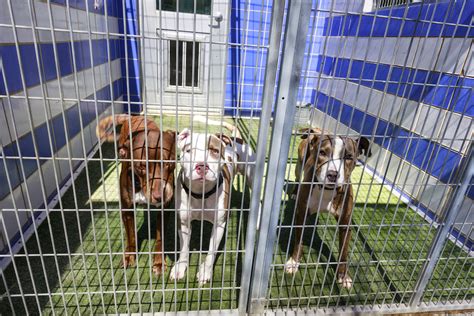 Austins Animal Shelters Struggle To Uphold No Kill Reputation In The