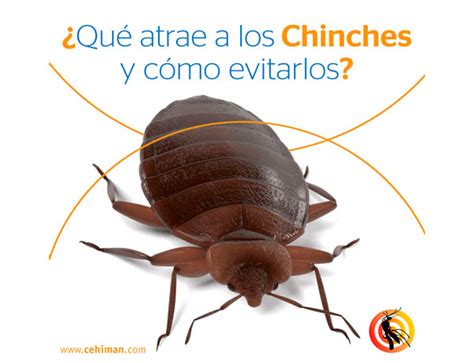 Prevención contra chinches en invierno y verano Cehiman Control de