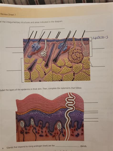 Label The Integumentary Structures And Areas