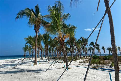 Delivery And Planting Of Coconut Trees In Fushidhiggaa Salted Fiber Works