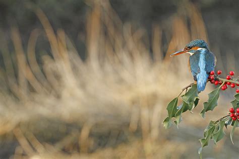 Kingfisher Taken From Alan Mcfadyen S Scottish Photography Flickr