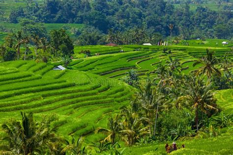 Campos De Arroz Isla De Bali Indonesia Foto De Archivo Imagen De