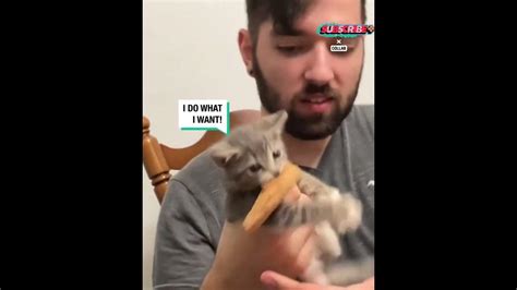 Tiny Kitten Attempts To Steal Pizza 🍕 Youtube