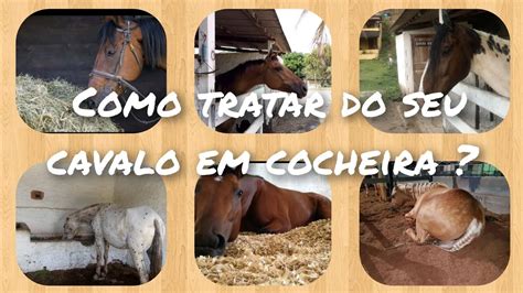 Como tratar do seu cavalo 3 método de cocheira YouTube