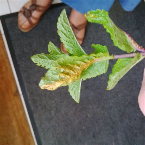 Mint Diagnosis Of Yellow Eggsdisease On Mint