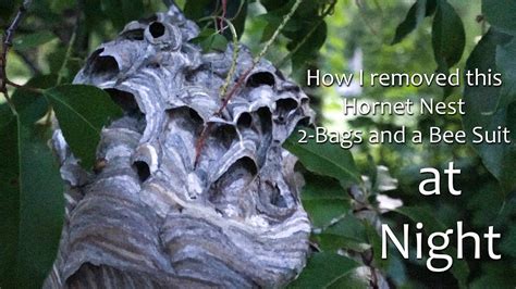 Bald Faced Hornet Nest Removal In Less Than 10 Minutes DIY How To Take