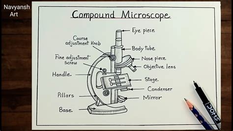 How To Draw Compound Microscope Diagram Step By Step Microscope Labeled Diagram Drawing Youtube