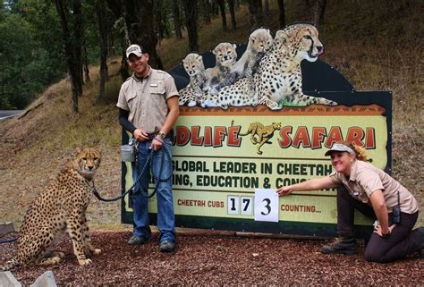 Wildlife Safari In Winston Adds Two Cheetah Cubs Running Birth Total