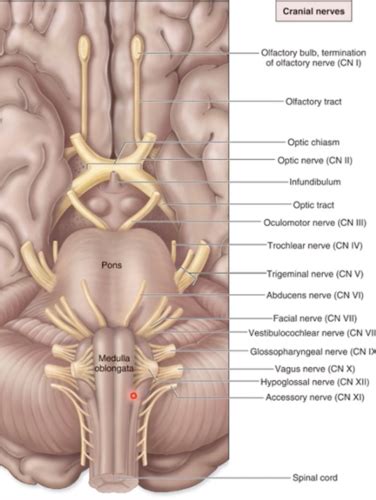 Introduction To Cranial Cavity And Nerves Flashcards Quizlet