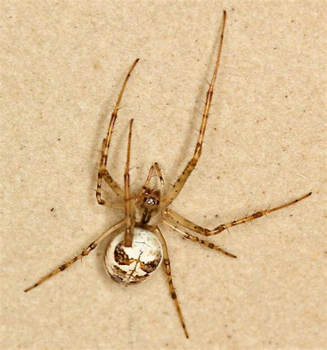 Brown And White Spider Metellina Segmentata Bugguidenet