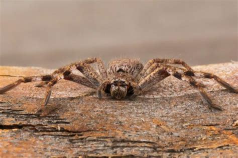 10 Types Of Huntsman Spiders That Show How Amazingly Diverse They Are Whats That Bug