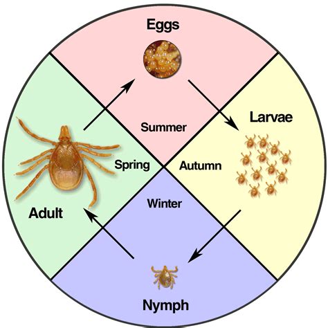 tick-life-cycle-better.gif (1600×1600) | Ticks, Tick life cycle, Tick ...