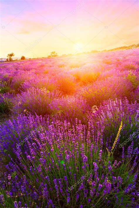 Sunset Over A Summer Lavender Field In Tihany Stock Photo By ©kavita