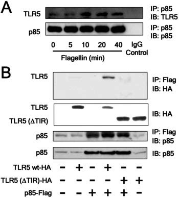 The Cytoplasmic Tir Domain Of Tlr Is Involved In The Association