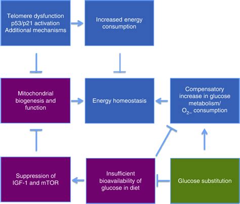 Model Of Telomere Dysfunction Induced Metabolic Changes That