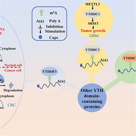 The Main Signal Pathways Of YTHDF2 In Human Cancers YTHDF2 Regulates